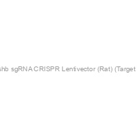 Fshb sgRNA CRISPR Lentivector (Rat) (Target 2)